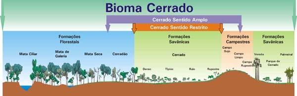 A vegetação do cerrado é influenciada pelas características de solo, clima e fogo.