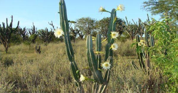 Caatinga O clima é semi-árido; e o solo, raso e pedregoso, é composto por vários tipos diferentes de rochas.