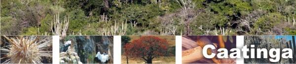 As plantas da caatinga são xerófilas, ou seja, adaptadas ao clima seco e à pouca quantidade de água.