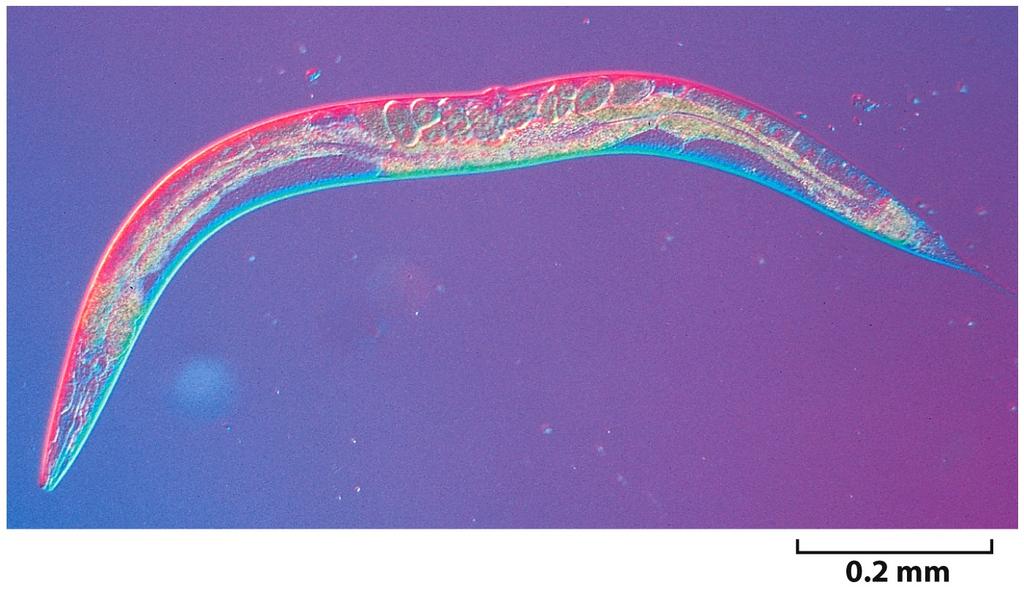 Caenorhabdi>s elegans - Precisão na formação do corpo adulto 959 células (ovo ao adulto 4 dias) - Primeiro
