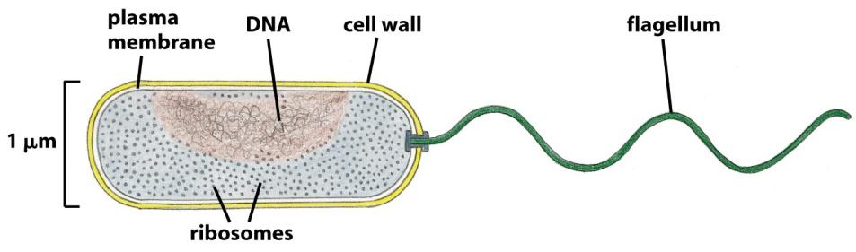 Células eucarióbcas