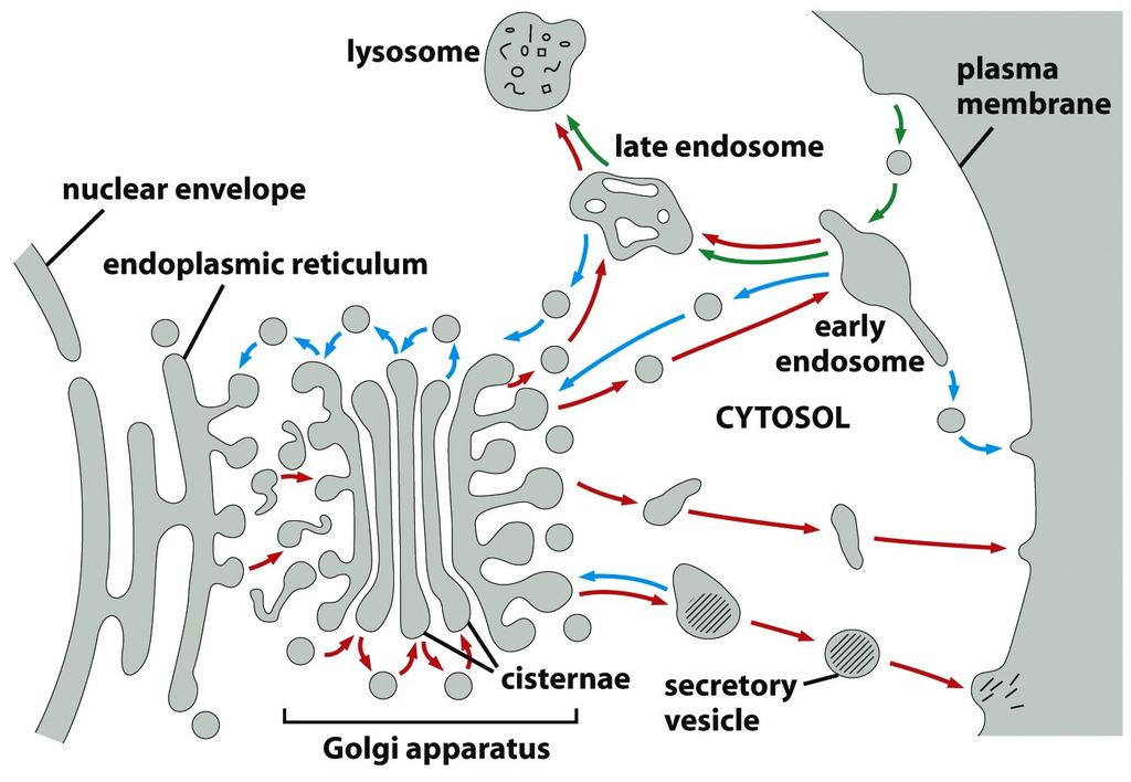 Varias doenças estão relacionadas ao transporte no sistema de endomembranas