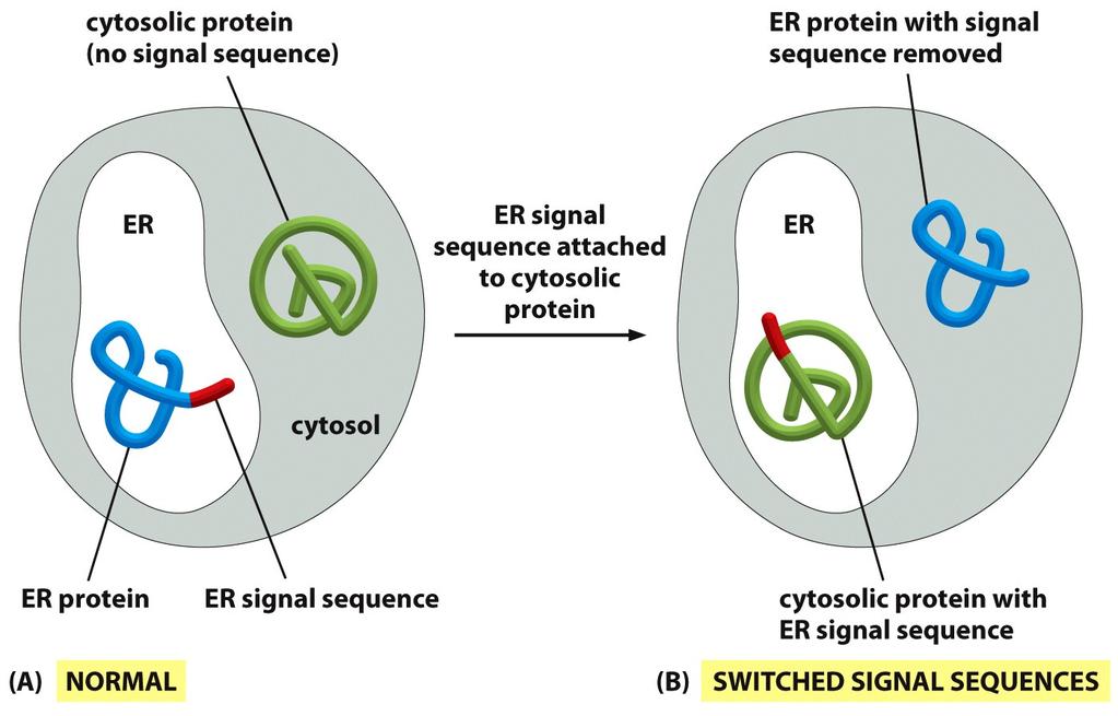 Entrada de proteínas no retículo endoplasmatico depende de sinais de direcionamento definidos pela sequência de aminoácidos