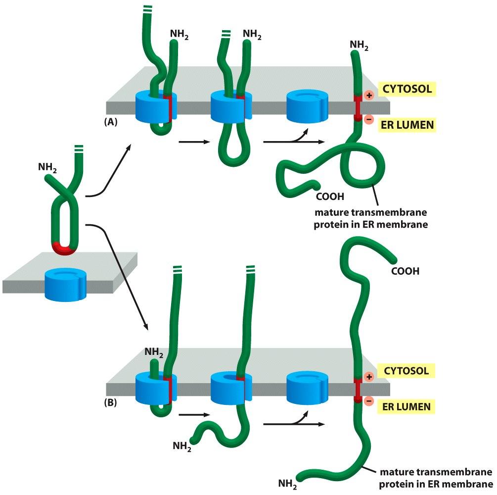 A orientação da proteína é determinada pela seqüência de aa nas proximidades da seqüência sinal Os lipídeos negativamente carregados da face citosólica da membrana tendem a reter