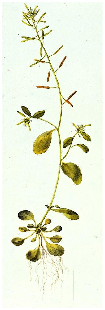 Arabidopsis.