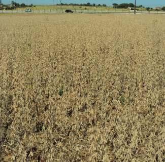 225 ISSN 16790472 Maio, 2017 Dourados, MS Foto: Alceu Richetti Custos de Produção de Soja e Milho Safrinha em Naviraí, MS, da Safra 2016/2017 1 Alceu Richetti Luiz Eliezer Alves da Gama Ferreira 3