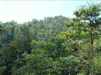 Figuras 39 e 40 Vista geral e no interior da floresta na microbacia do Alto Rio Wampú.