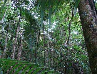 zona núcleo da Reserva da Biosfera do Rio Plátano, onde é possível observar uma vegetação frondosa