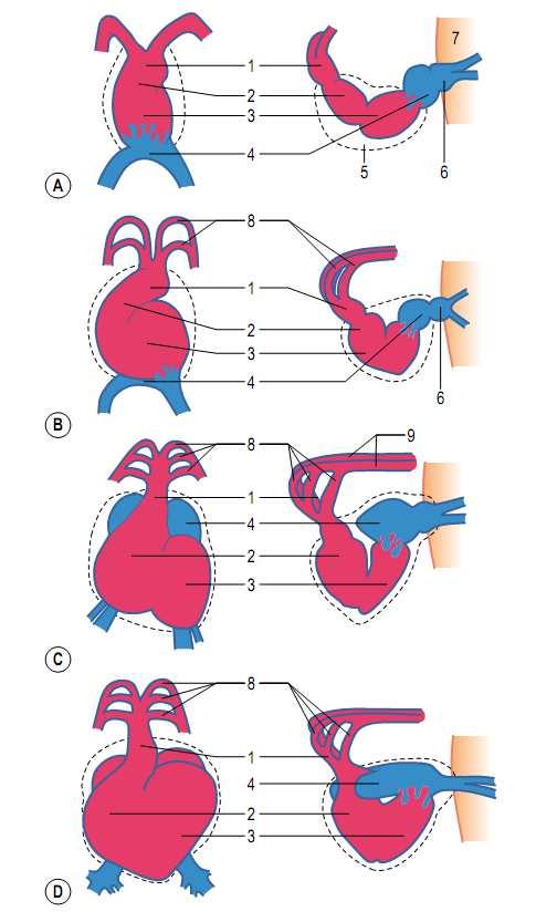 Região cefálica Tronco Arterioso Bulbo Cardíaco Ventriculo Com o dobramento cardíaco, o seio venoso se desloca de uma posição caudal para uma posição cefálica Átrio Seio Venoso Região Caudal Tronco