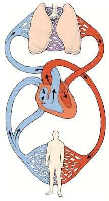 Circulação fetal é diferente do neonato CARDIOGÊNESE PROBLEMAS: VASCULOGÊNESE DOBRAMENTO CARDÍACO SEPTAÇÃO DAS CÂMARAS 28d- AE ÁTRIO esquerdo AD ÁTRIO
