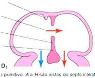 Formação do Foramen primum Como o pulmão está colapsado, a pressão no Átrio Direito é