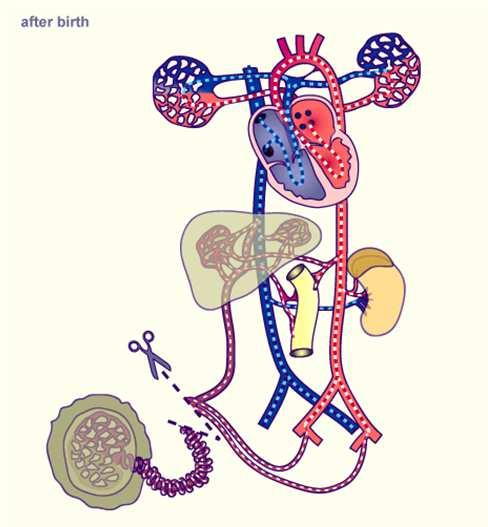 Duto arterioso Forâmen Oval Duto venoso Fetal Neonato http://www.embryology.ch/anglais/pcardio/umstellung02.html 1.