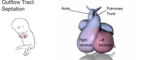 pulmonar O sangue arterial sai do coração pela aorta.