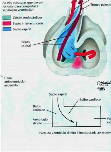 Divisão do Tronco Arterial