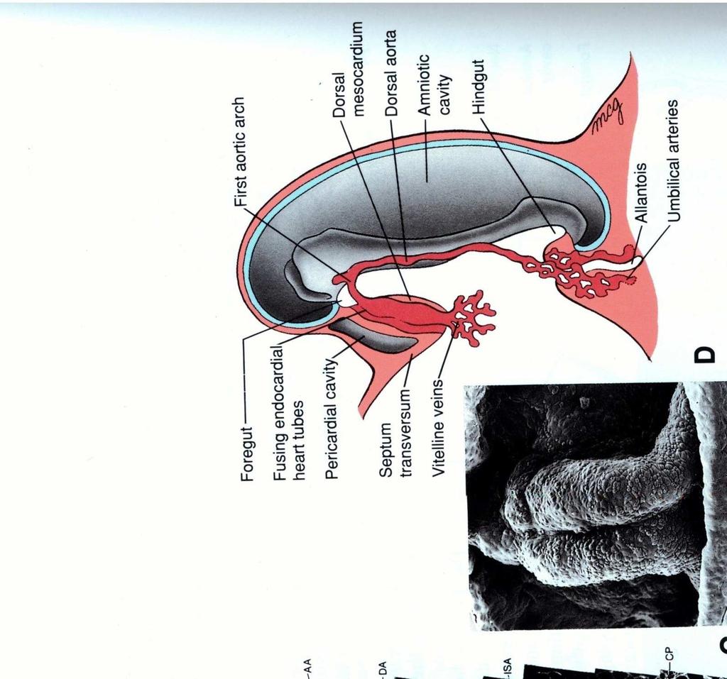 tubo neural ocorre o DOBRAMENTO CEFALO-CAUDAL que confere