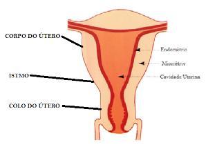 localizando-se no fundo da vagina. O colo do útero separa os órgãos internos e externos da genitália feminino estando mais exposto ao risco de doenças e alterações relacionadas ao ato sexual.
