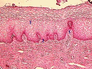 A ectocérvice é revestida por epitélio escamoso estratificado não-ceratinizado. Seu estroma não apresenta glândulas. Este epitélio também reveste os fundos de saco e vagina em toda a sua extensão.