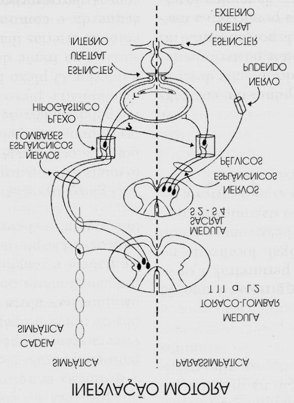 81 inervação motora visceral, possui dois componentes: o sistema nervoso autônomo simpático e parassimpático (fig. 11). Fig. 11 Desenho esquemático do sistema nervoso autônomo. Fig. 12 Desenho esquemático medula espinhal terminações vesicais.