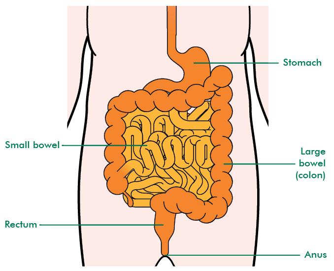 O sistema digestivo Estômago Intestino delgado Intestino grosso (cólon) Reto Ânus Radioterapia pélvica A radioterapia pélvica trata o cancro através da utilização de raios-x de alta energia para