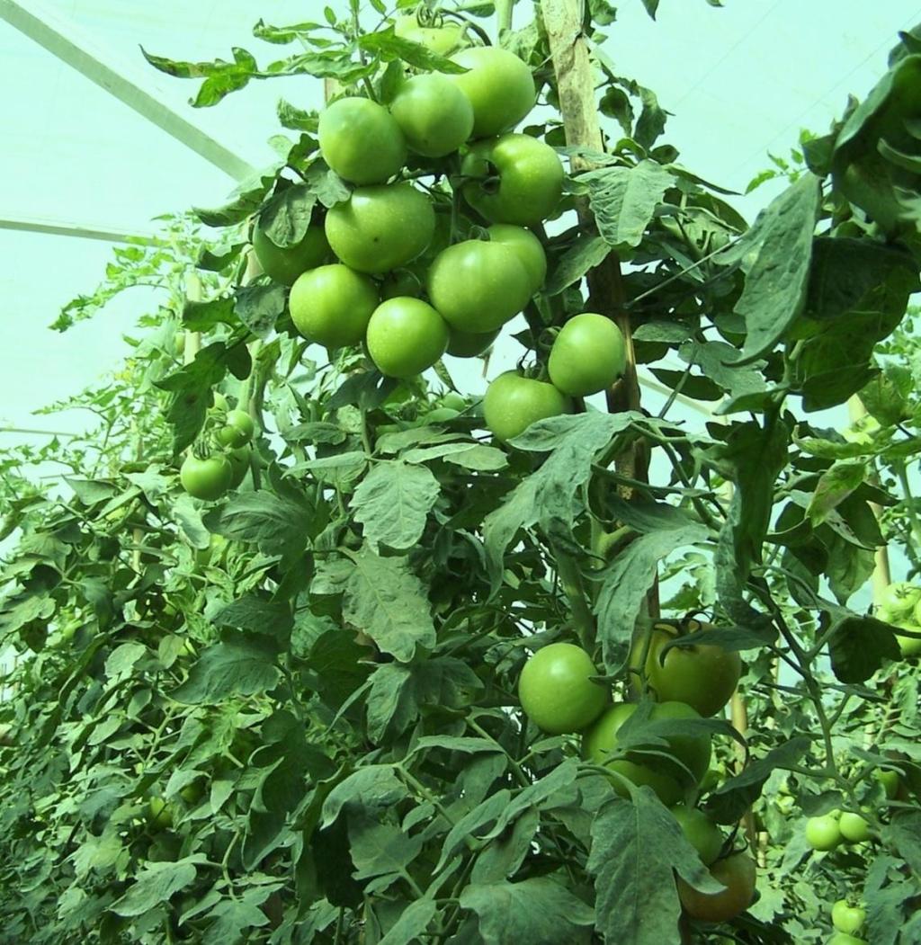 A saúde das plantas está