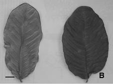Os estudos fitoquímicos das folhas mostram a predominância de taninos (5,5%), flavonóides calculados como quercetina (1%) e óleo essencial (0,2%, no mínimo) 12.
