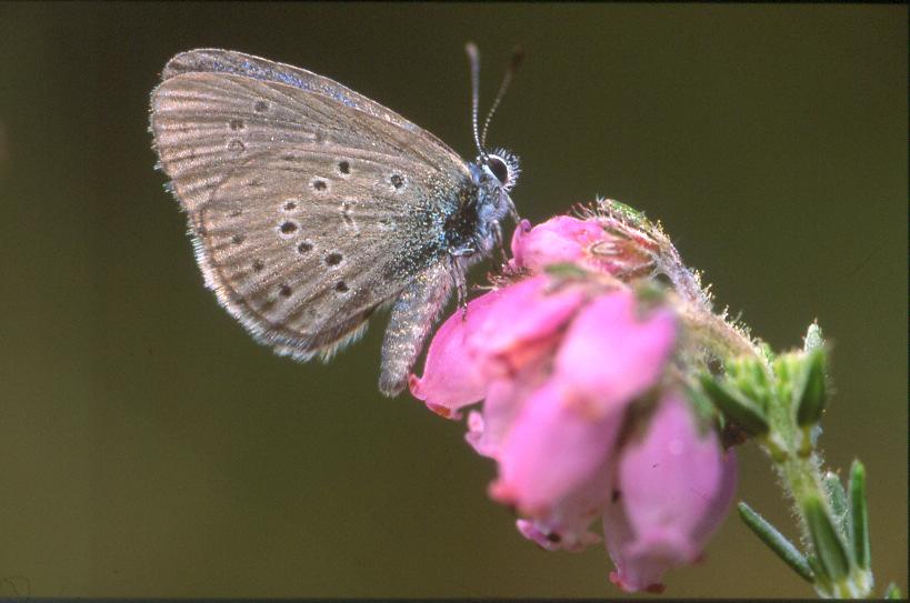 A espécie Maculinea alcon mais conhecida por Borboleta Azul encontra-se ameaçada em muitos