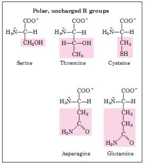 Aminoácidos e peptídeos Polar não carregado Serina, treonina, cisteína, asparagina e