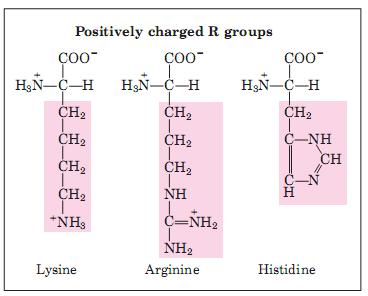 Aminoácidos e peptídeos Polar carregado positivamente Lisina, arginina e histidina Em ph 7,0 eles