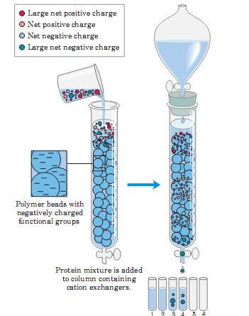 Peptídeos e proteínas Troca de cátions Fase estacionária grupos carregados