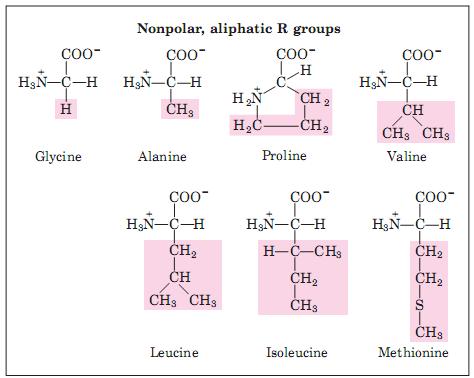 Aminoácidos e peptídeos Grupos R alifáticos, não polares Alanina, valina, leucina, isoleucina, glicina, metionina