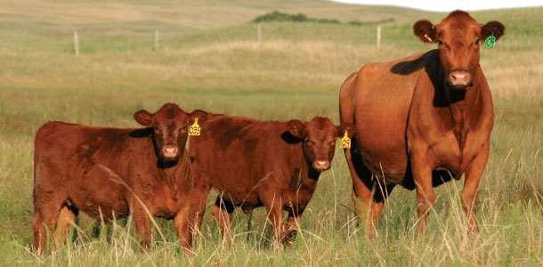 RED ANGUS