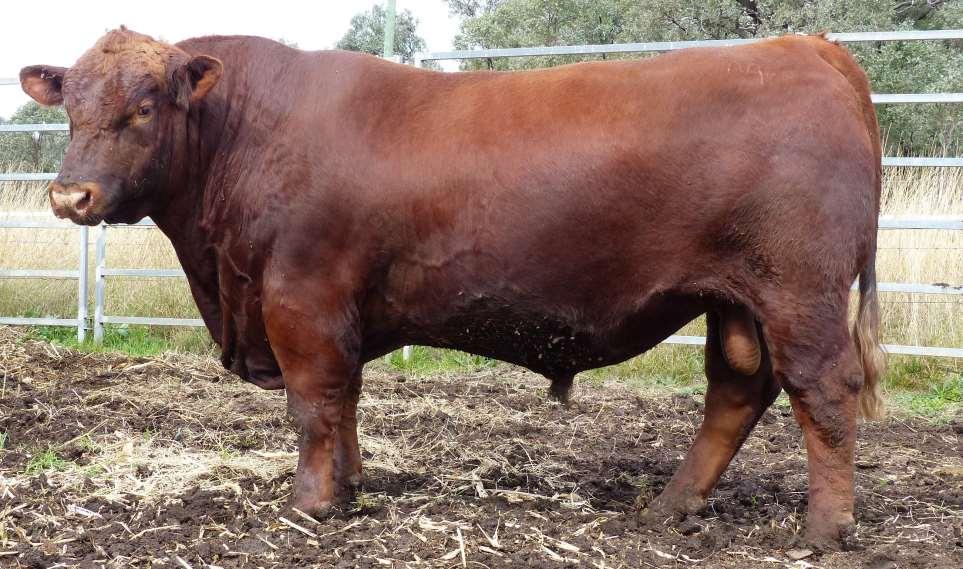 RED ANGUS