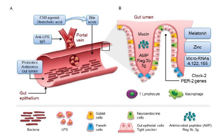 Terapias emergentes: 1. Eixo intestino-fígado 2.