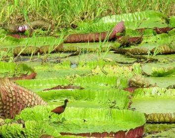 Amazonas