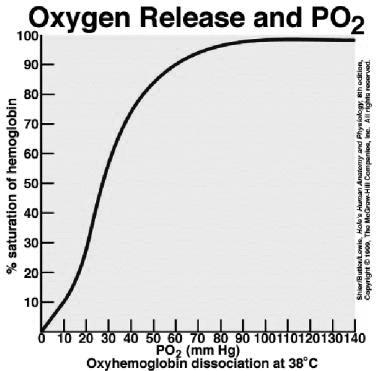 Transporte do O 2 e CO 2 pelo Sangue O transporte de oxigênio é realizado pela hemoglobina dos eritrócitos (98%) e pelo plasma sanguíneo (2%).