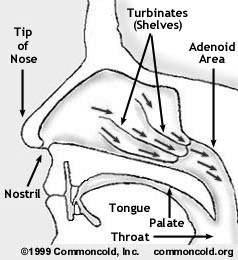 Estrutura e Função Fossas nasais: são duas cavidades paralelas que começam nas narinas e terminam na faringe.