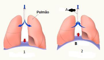 3 Explique detalhadamente como ocorre a entrada e a saída de ar dos pulmões durante a respiração. 4 Observe a figura abaixo e assinale a alternativa incorreta.