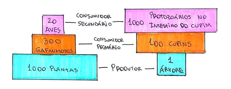 P IR Â M ID E S E C O L Ó G IC A S As pirâmides ecológicas representam as relações existentes entre os níveis tróficos de uma cadeia alimentar.