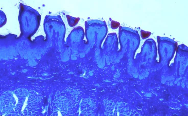 T. Montanari, UFRGS Figura 8.8 - Papilas fungiformes. Tricrômico de Masson. Objetiva de 3,2x.