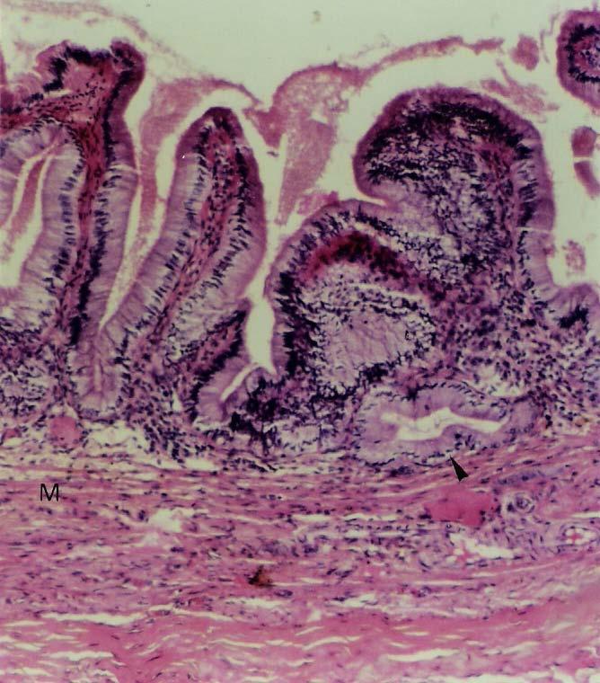 D. T. Fabretti, M. S. da Motta & T. Montanari, UFRGS Figura 8.34 - Vesícula biliar, cuja mucosa forma pregas.