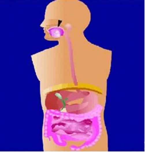 CAVIDADE ORAL Eliane de Oliveira Borges, UFRGS Figura 8.1 - Ilustração do sistema digestório, onde a cavidade oral é apontada. Fonte: Montanari, T.; Borges, E. O. Museu virtual do corpo humano.