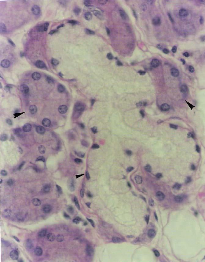 Daiene Tórgo Fabretti, Marta Silvana da Motta & T. Montanari, UFRGS Figura 8.4 - A submandibular é classificada como glândula exócrina tubuloacinosa composta ramificada seromucosa.