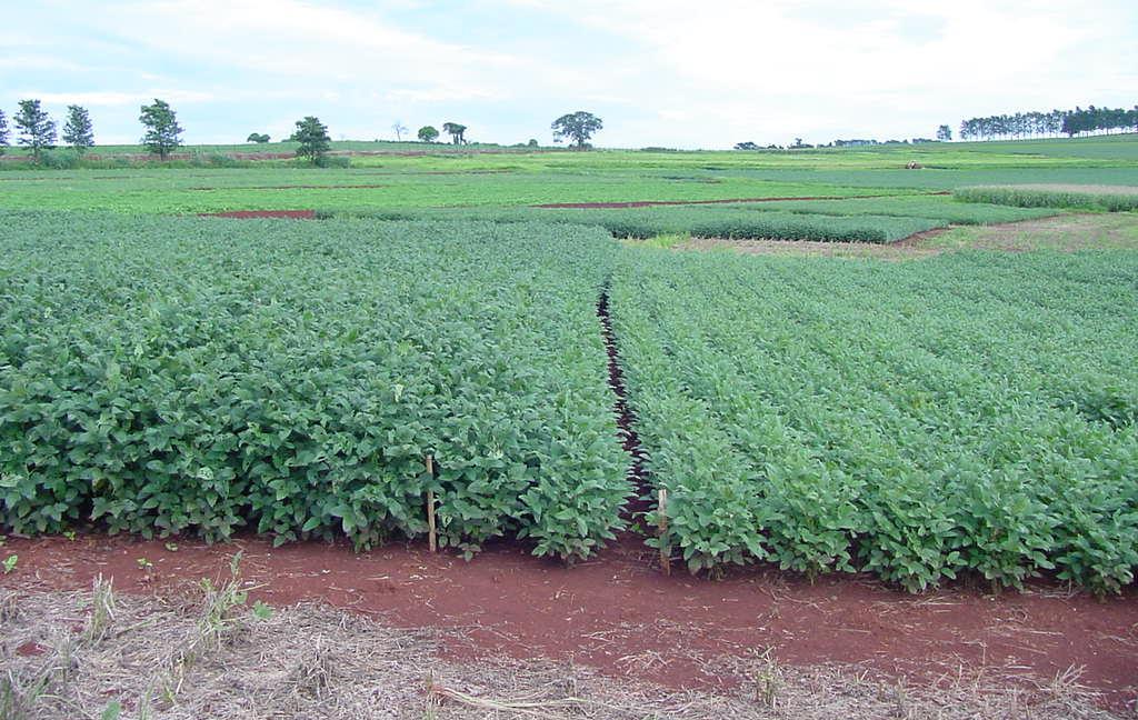 Manejo do solo x desempenho de SPs Soja após trigo SPD 14