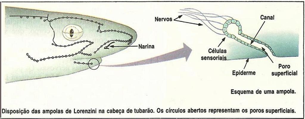 Peixes cartilaginosos A cabeça, especialmente ao redor do focinho, apresenta pequenos poros, denominados Ampolas de Lorenzini.