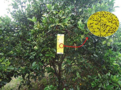 4 Manejo Fitossanitário da Mosca-negra-dos-citros Aleurocanthus woglumi em Sergipe Os principais fatores favoráveis para a disseminação da praga são: as condições