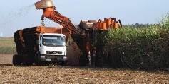 A DIMENSÃO DO SETOR Cana-de-açúcar: Área plantada de cana equivale a soma das áreas dos estados do Rio de Janeiro e Espírito Santo Açúcar Produção anual Brasileira 1