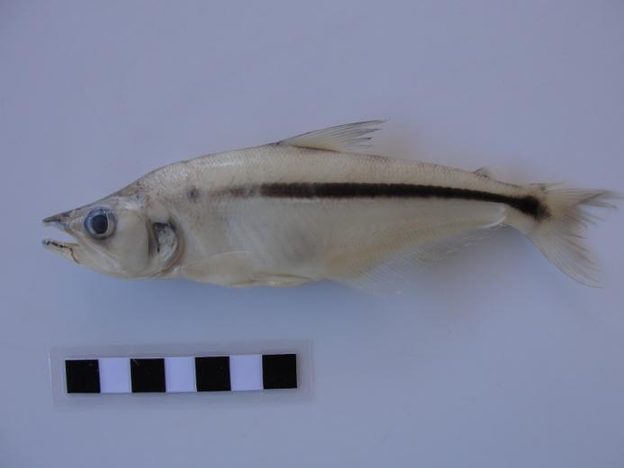 cachorro Astyanax fasciatus