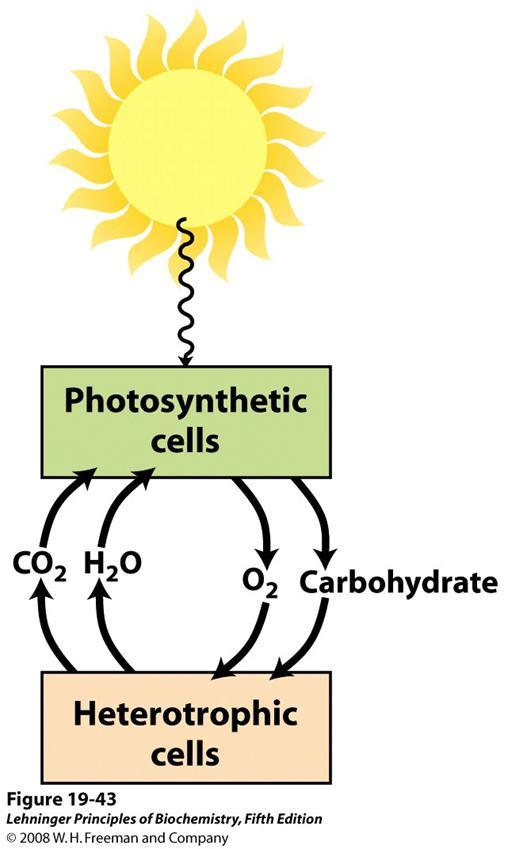 Fosforilação Oxidativa e Fotossíntese são dois processos de captação de energia pelos organismos vivos