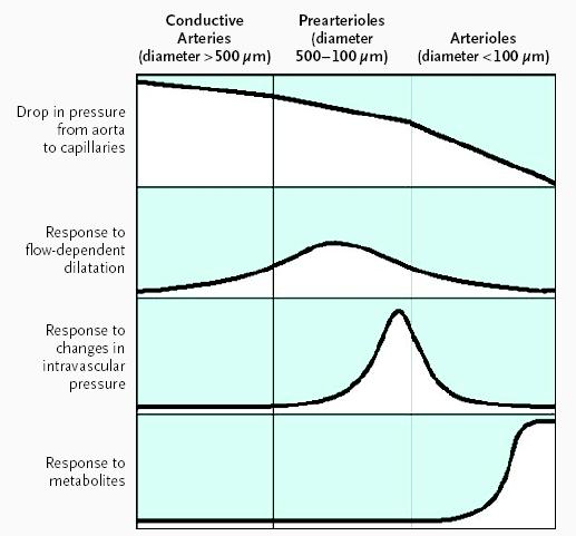 Disfunção microvascular 1. redução no diâmetro dos vasos epicárdicos, pré-arteríolas e arteríolas 2. doença aterosclerótica difusa 3.