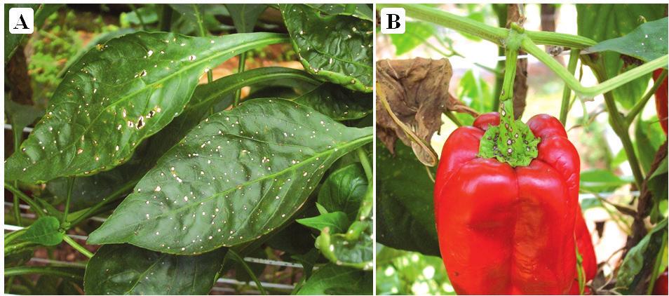 4 Manejo de Doenças Fúngicas no Sistema de Produção Integrada do Pimentão (PIP) Fotos: Ricardo B. Pereira Ocorre principalmente nas fases de florescimento e frutificação da planta.